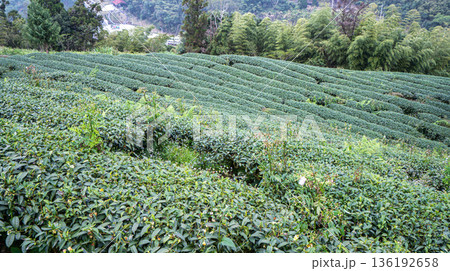 ティー 紅茶 茶 136192658