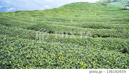 ティー 紅茶 茶 136192659