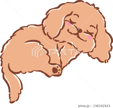 Adorable Sleeping Cavoodle Dog Curl up Hand Drawn Cartoon Whimsical Adorable Sleeping Cavoodle Dog Curl up Hand Drawn Cartoon Whimsical 136192823