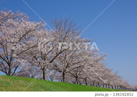 兵庫県小野市 おの桜つづみ回廊 兵庫県小野市 おの桜つづみ回廊 136192852