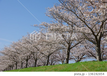 兵庫県小野市 おの桜つづみ回廊 兵庫県小野市 おの桜つづみ回廊 136192854