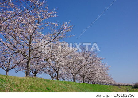 兵庫県小野市 おの桜つづみ回廊 兵庫県小野市 おの桜つづみ回廊 136192856