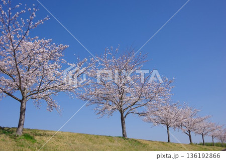 兵庫県小野市 おの桜つづみ回廊 兵庫県小野市 おの桜つづみ回廊 136192866