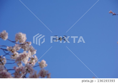 桜とドローン 136193393