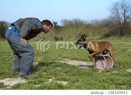 training of belgian shepherd 136193631
