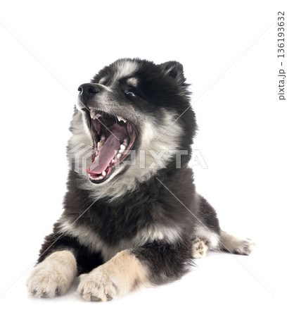 Pomsky in studio 136193632
