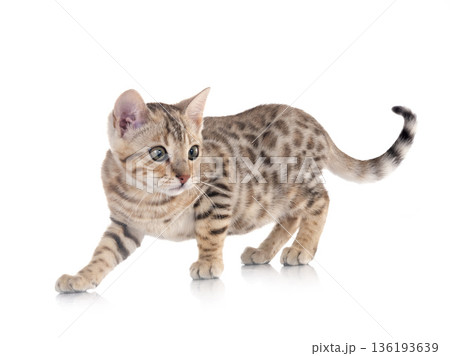 bengal kitten in studio bengal kitten in studio 136193639