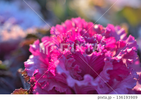 霜が降りた葉牡丹 136193989