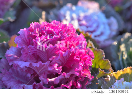 霜が降りた葉牡丹 136193991