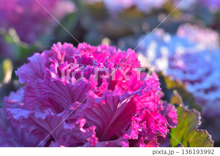 霜が降りた葉牡丹 霜が降りた葉牡丹 136193992