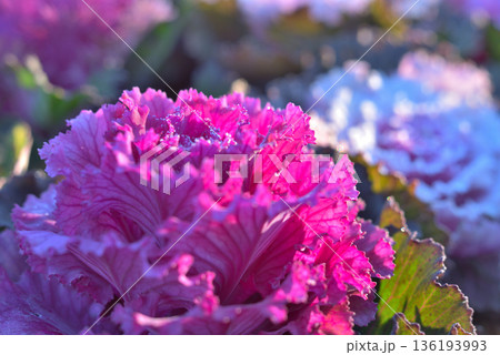 霜が降りた葉牡丹 136193993