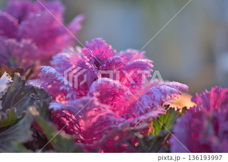 霜が降りた葉牡丹 霜が降りた葉牡丹 136193997