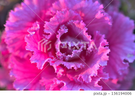 霜が降りた葉牡丹 136194006