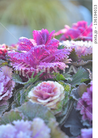 霜が降りた葉牡丹 136194013