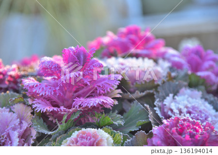 霜が降りた葉牡丹 136194014