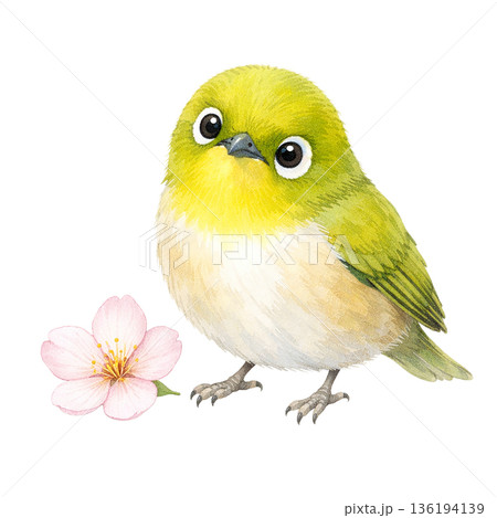 水彩風 桜とメジロ 春の小鳥 切り抜きイラスト素材 136194139