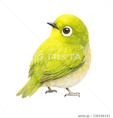 水彩風 横向きメジロ かわいい春の小鳥 切り抜きイラスト 136194141