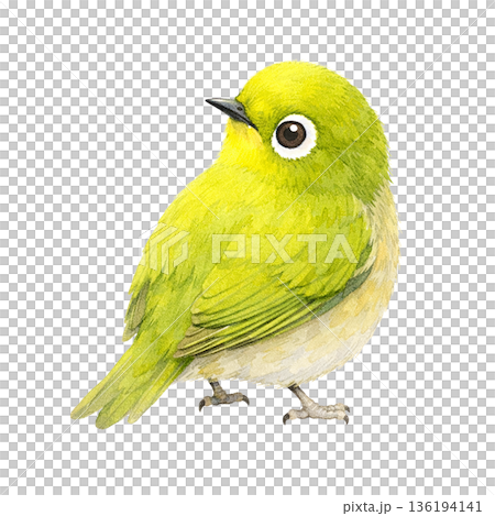 水彩風 横向きメジロ かわいい春の小鳥 切り抜きイラスト 136194141
