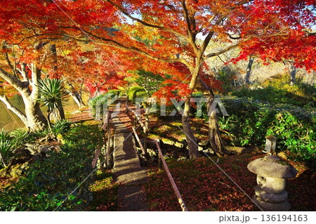 秋の京都嵯峨野 紅葉に染まった広沢池の小径 秋の京都嵯峨野 紅葉に染まった広沢池の小径 136194163