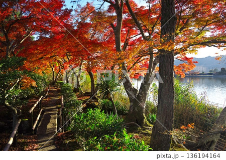 秋の京都嵯峨野 紅葉に染まった広沢池の小径 秋の京都嵯峨野 紅葉に染まった広沢池の小径 136194164
