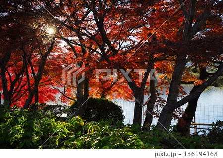 秋の京都嵯峨野 紅葉に染まった広沢池の湖畔 秋の京都嵯峨野 紅葉に染まった広沢池の湖畔 136194168