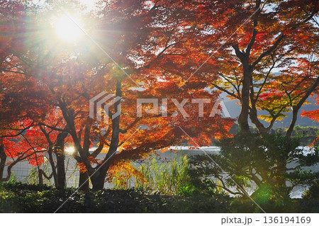 秋の京都嵯峨野 紅葉に染まった広沢池の湖畔 秋の京都嵯峨野 紅葉に染まった広沢池の湖畔 136194169