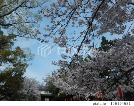 満開の桜と城門 136194681