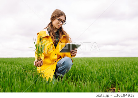 A young female smart farmer with tablet on field, High technology innovations and smart farming. A young female smart farmer with tablet on field, High technology innovations and smart farming. 136194918