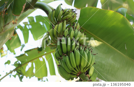 Banana bunch hanging in a vibrant tropical garden under the sun with lush green leaves swaying gently in the breeze Banana bunch hanging in a vibrant tropical garden under the sun with lush green leaves swaying gently in the breeze 136195040