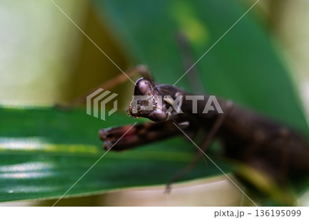 葉の上で獲物を探すコカマキリのマクロ撮影 136195099