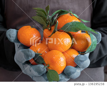 A grocery store clerk holds several fresh tangerines. Food retail, fruit market, fresh citrus, organic food, healthy food, grocery shopping, everyday retail work 136195238