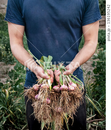 A young farmer holds a freshly dug bunch of garlic with green leaves and roots covered in soil. A natural harvest, organic farming, and manual labor on the farm 136195242