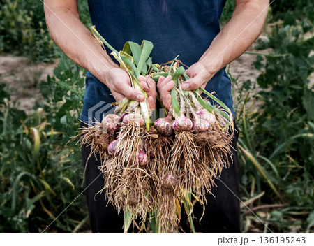 A young farmer holds a freshly dug bunch of garlic with green leaves and roots covered in soil. A natural harvest, organic farming, and manual labor on the farm A young farmer holds a freshly dug bunch of garlic with green leaves and roots covered in soil. A natural harvest, organic farming, and manual labor on the farm 136195243