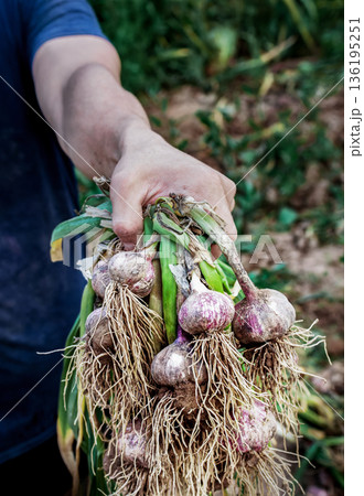 A young farmer holds a freshly dug bunch of garlic with green leaves and roots covered in soil. A natural harvest, organic farming, and manual labor on the farm A young farmer holds a freshly dug bunch of garlic with green leaves and roots covered in soil. A natural harvest, organic farming, and manual labor on the farm 136195251
