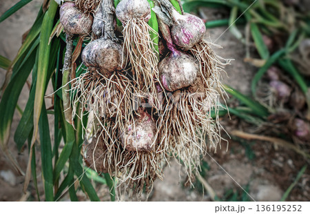 A bunch of freshly dug garlic with roots covered in soil. A natural harvest, an environmentally friendly product, and the concept of organic farming 136195252