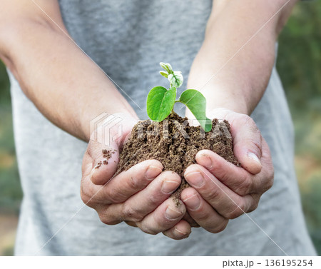 Human hands carefully hold a young plant sprout in fertile soil. The image symbolizes environmental care, environmental awareness 136195254