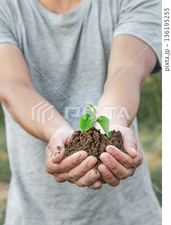 Human hands carefully hold a young plant sprout in fertile soil. The image symbolizes environmental care, environmental awareness 136195255