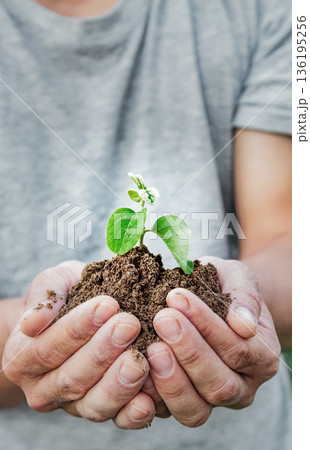 Human hands carefully hold a young plant sprout in fertile soil. The image symbolizes environmental care, environmental awareness, growth, and sustainable development 136195256