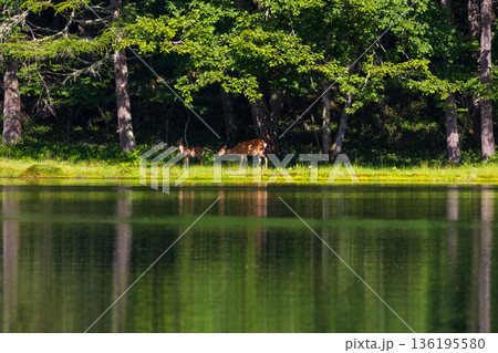 夏の長野県茅野市　奥蓼科　御射鹿池　鹿の親子 136195580