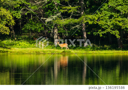 夏の長野県茅野市　奥蓼科　御射鹿池　野生の鹿 136195586