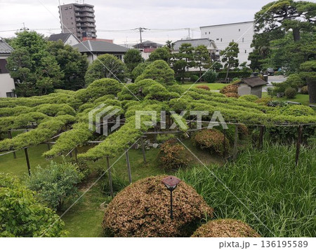 江戸川区にある松本弁天 寿昌院の「臥龍の松」 136195589