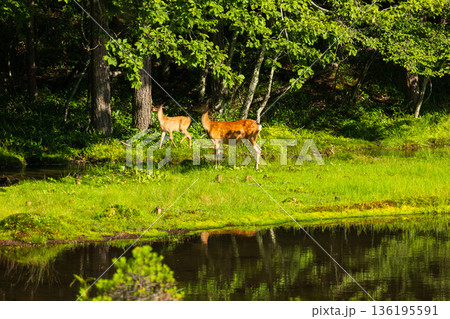 夏の長野県茅野市　奥蓼科　御射鹿池　鹿の親子 136195591