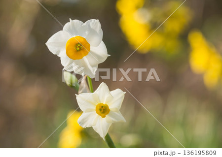 早春の輝き　スイセンの花 136195809
