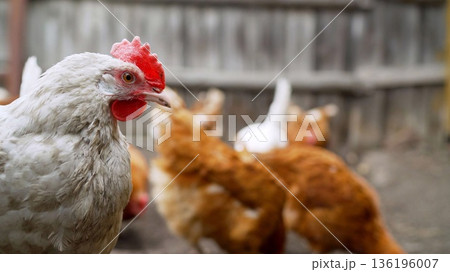 White chicken watching other poultry on farm White chicken watching other poultry on farm 136196007