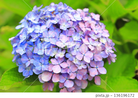 色が変化している紫陽花(アジサイ) 色が変化している紫陽花(アジサイ) 136196172