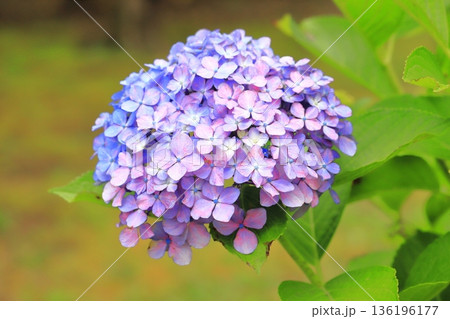 色が変化している紫陽花（アジサイ） 136196177
