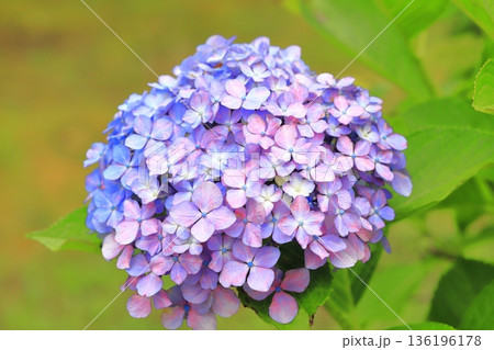 色が変化している紫陽花（アジサイ） 136196178