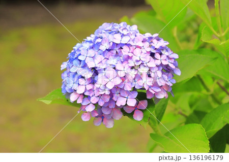 色が変化している紫陽花（アジサイ） 136196179