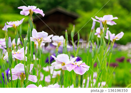 初夏の訪れを告げる花菖蒲の花 136196350