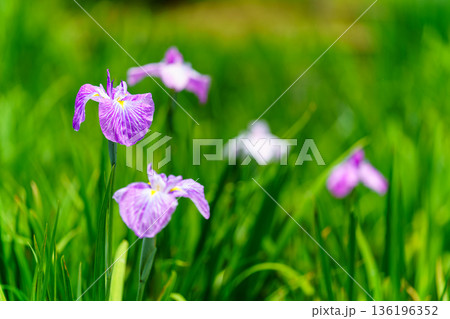 初夏の訪れを告げる花菖蒲の花 136196352